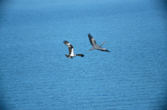 Image of Great Blue Heron