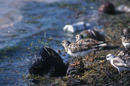 Image of Ruddy Turnstone