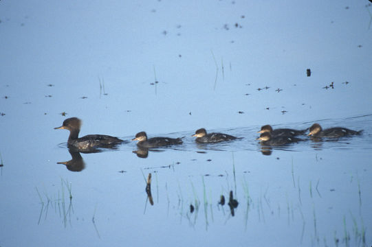 Image of Common Merganser