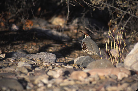 Image of Gambel's Quail