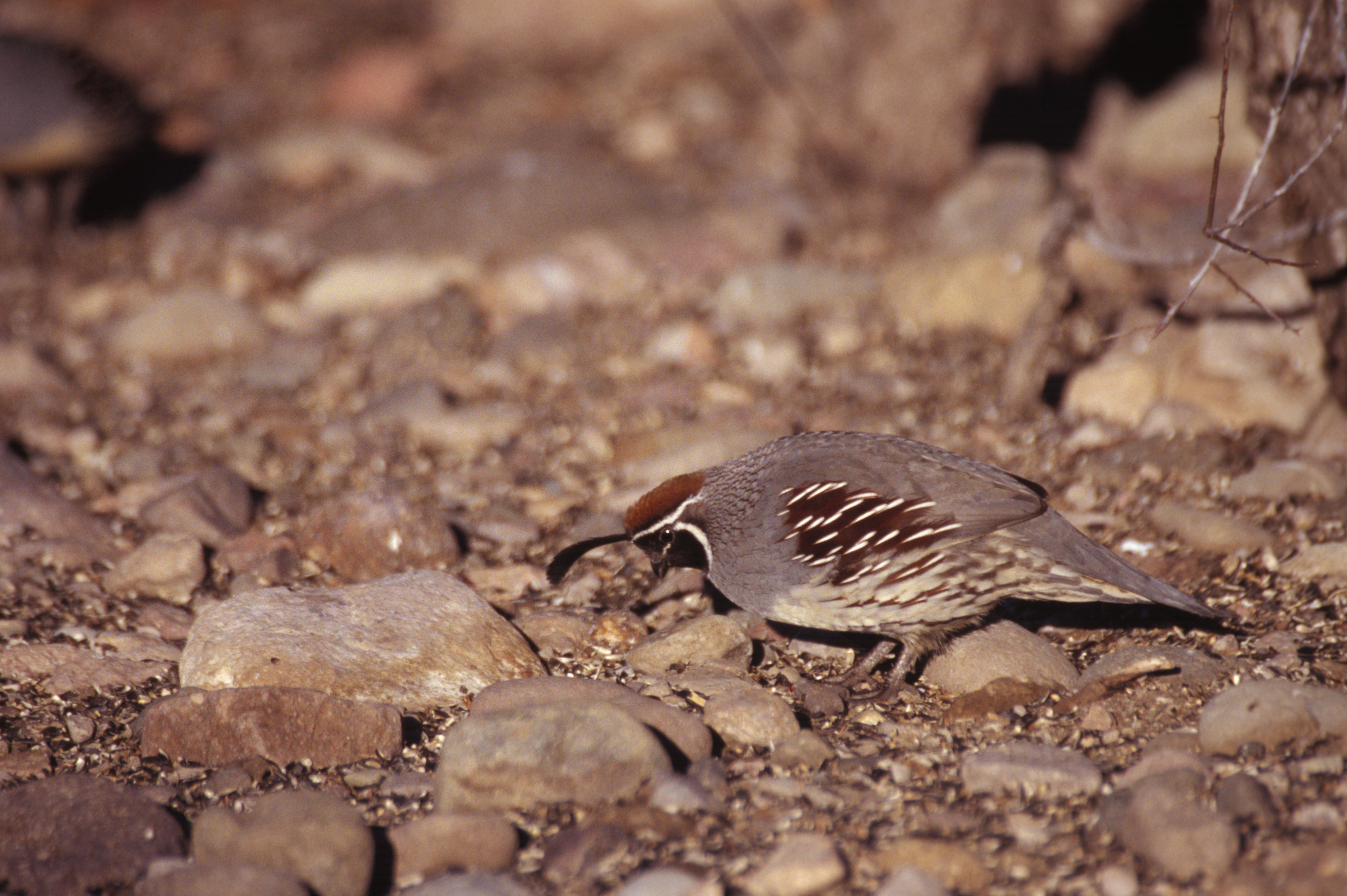 Image of Gambel's Quail