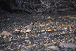 Image of Gambel's Quail