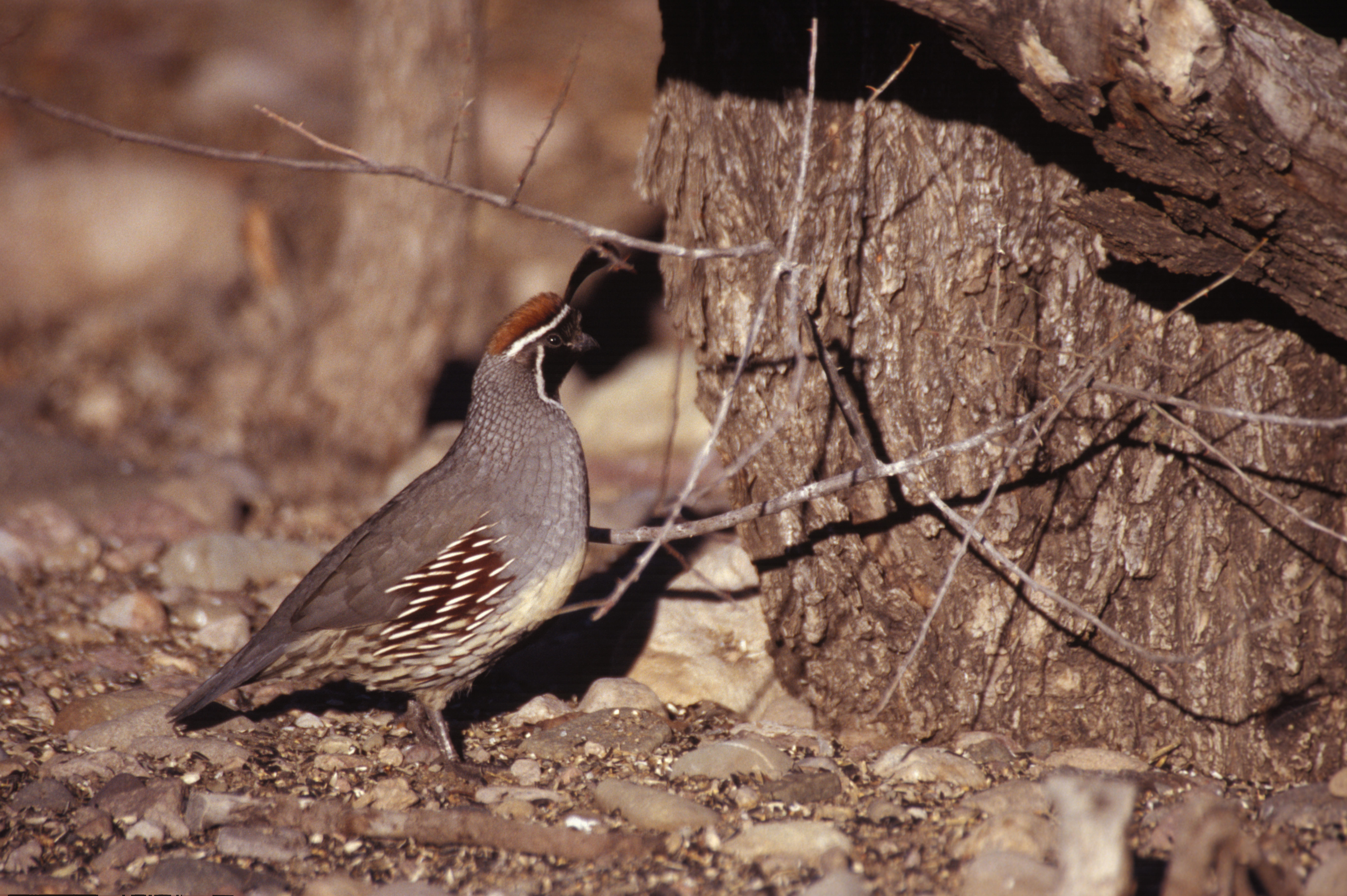 Image of Gambel's Quail