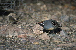 Image of Gambel's Quail