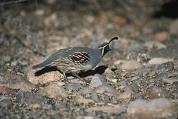 Image of Gambel's Quail