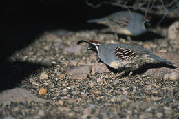 Image of Gambel's Quail