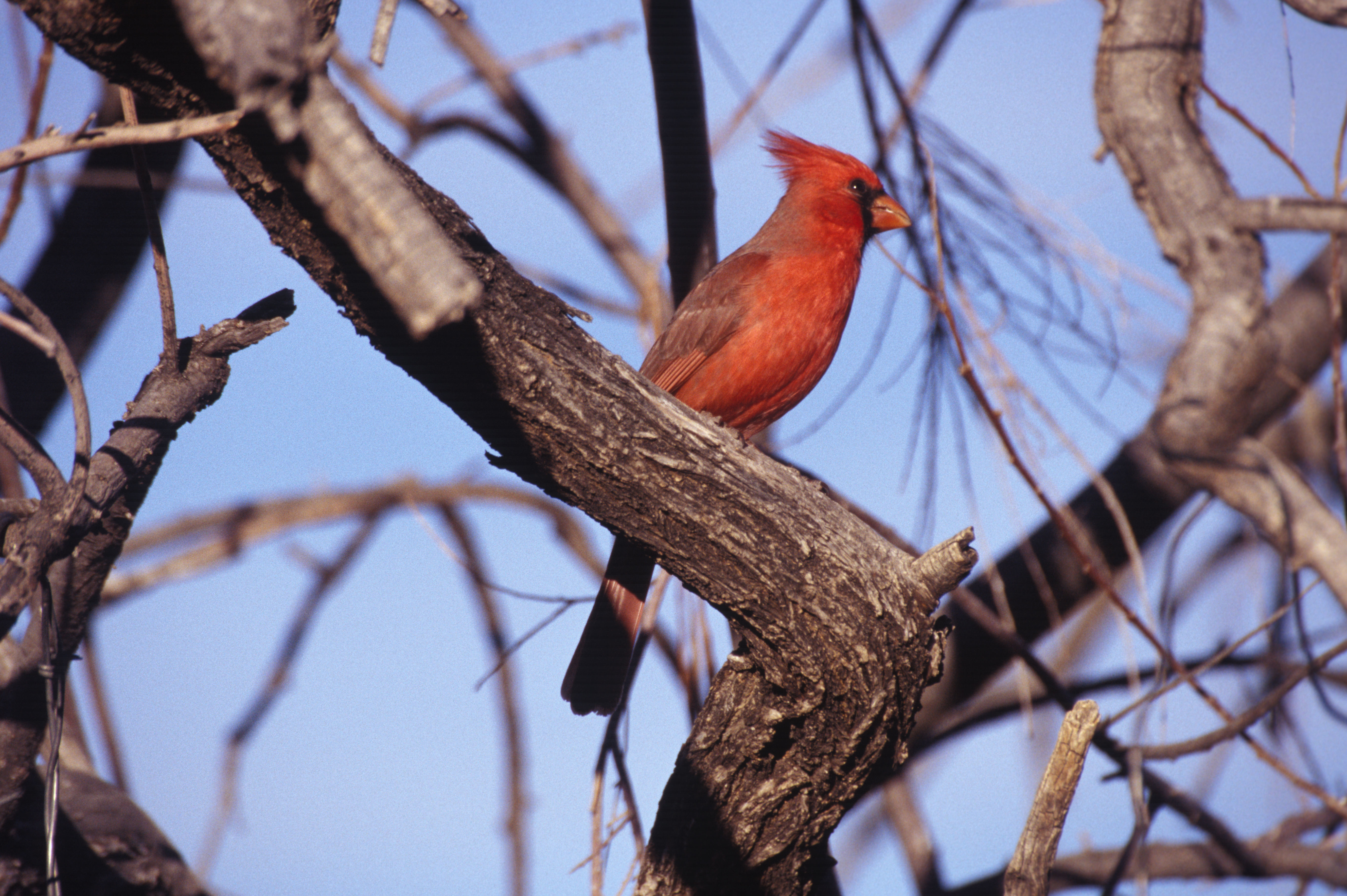 Imagem de Cardinalis cardinalis (Linnaeus 1758)