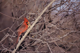 Imagem de Cardinalis cardinalis (Linnaeus 1758)