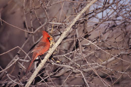 Imagem de Cardinalis cardinalis (Linnaeus 1758)