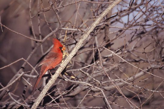 Image of Northern Cardinal