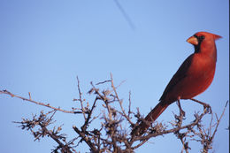 Image of Northern Cardinal