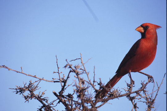 Imagem de Cardinalis cardinalis (Linnaeus 1758)