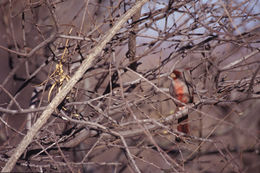 Plancia ëd Cardinalis sinuatus Bonaparte 1838