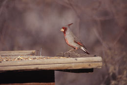 Plancia ëd Cardinalis sinuatus Bonaparte 1838