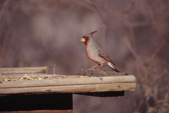 Imagem de Cardinalis sinuatus Bonaparte 1838