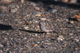 Image of Pyrrhuloxia