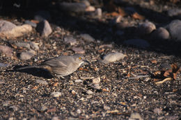 Image of Curve-billed Thrasher