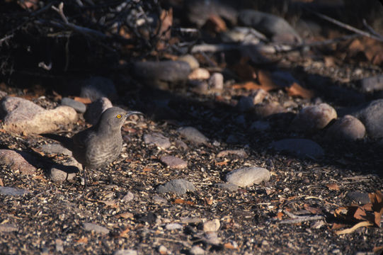 Image of Curve-billed Thrasher