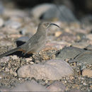 Image of Toxostoma Wagler 1831