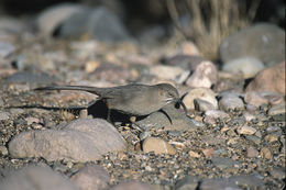 Toxostoma crissale Henry 1858的圖片