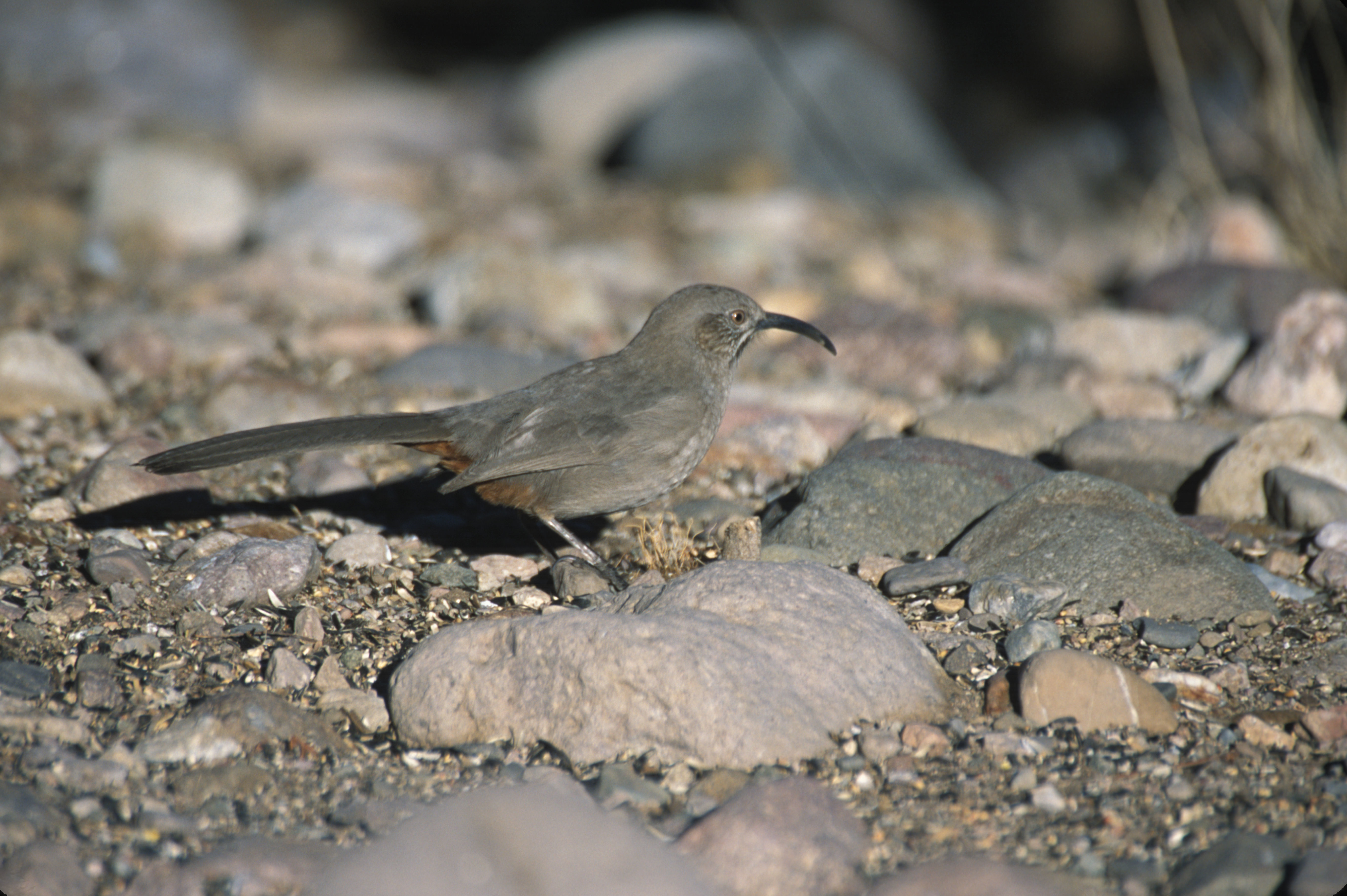 Image of Crissal Thrasher