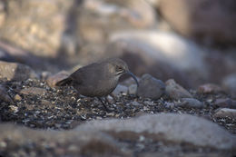 Image of Crissal Thrasher