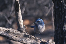 Image of Transvolcanic Jay