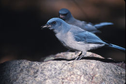 Image of Transvolcanic Jay