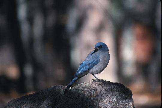 Image of Transvolcanic Jay