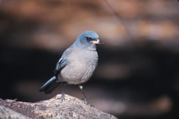 Image of Transvolcanic Jay