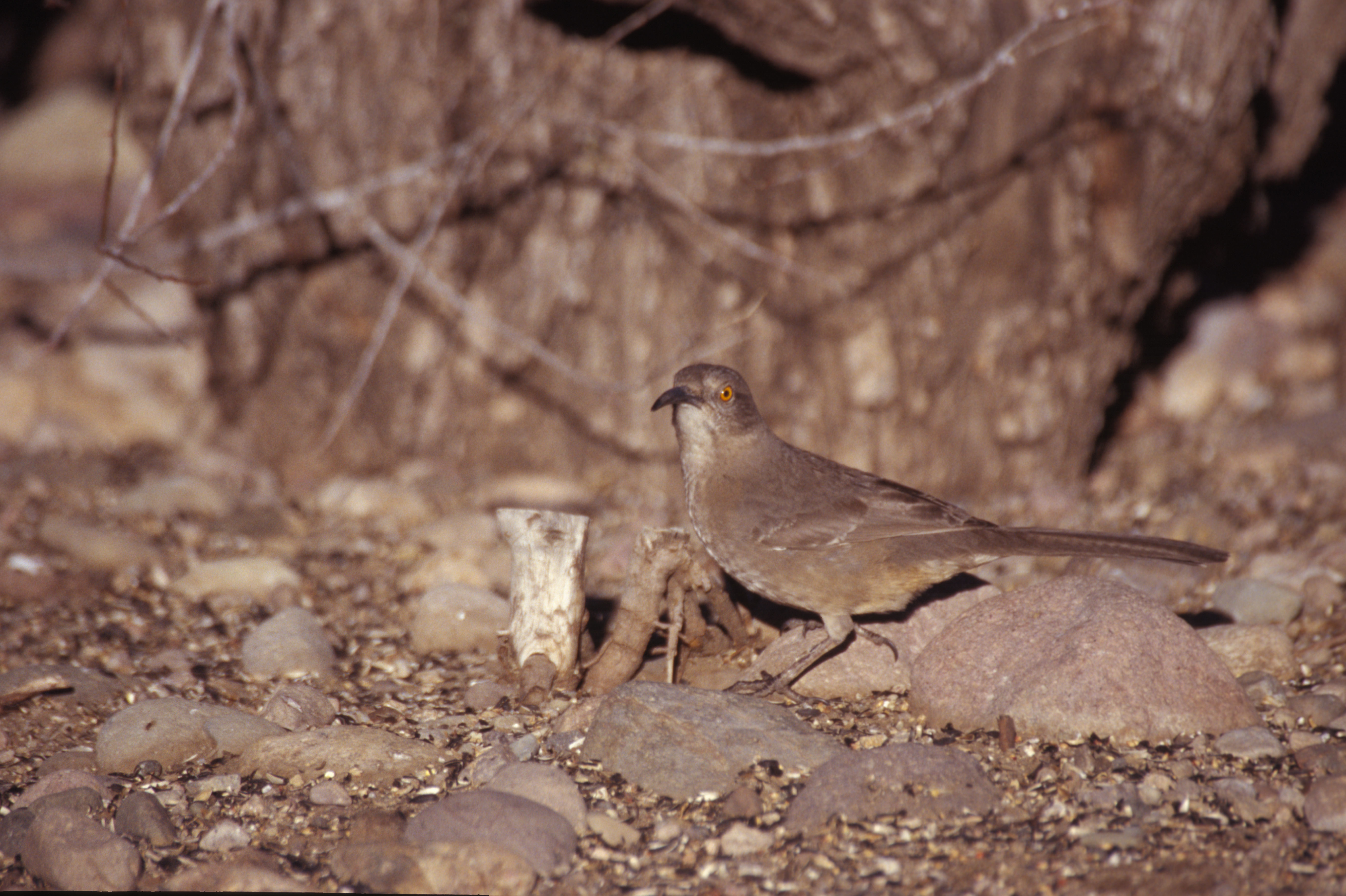 Image of Curve-billed Thrasher