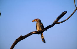 Image of Southern Yellow-billed Hornbill