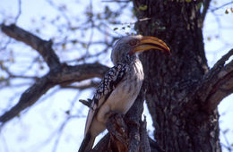 Image of Southern Yellow-billed Hornbill