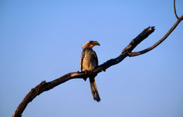Image of Southern Yellow-billed Hornbill