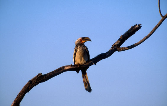 Image of Southern Yellow-billed Hornbill