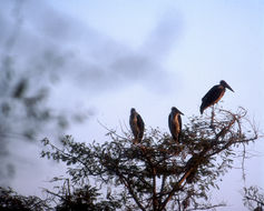Image of <i>Leptoptilos crumeniferus</i> (Lesson 1831)