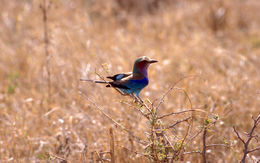 Image of Lilac-breasted Roller