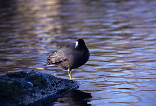 Image of American Coot