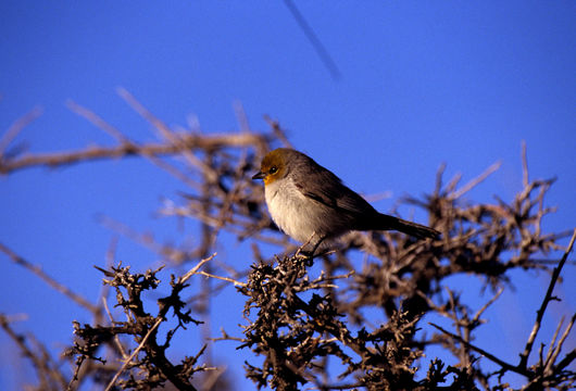 Image of Verdin