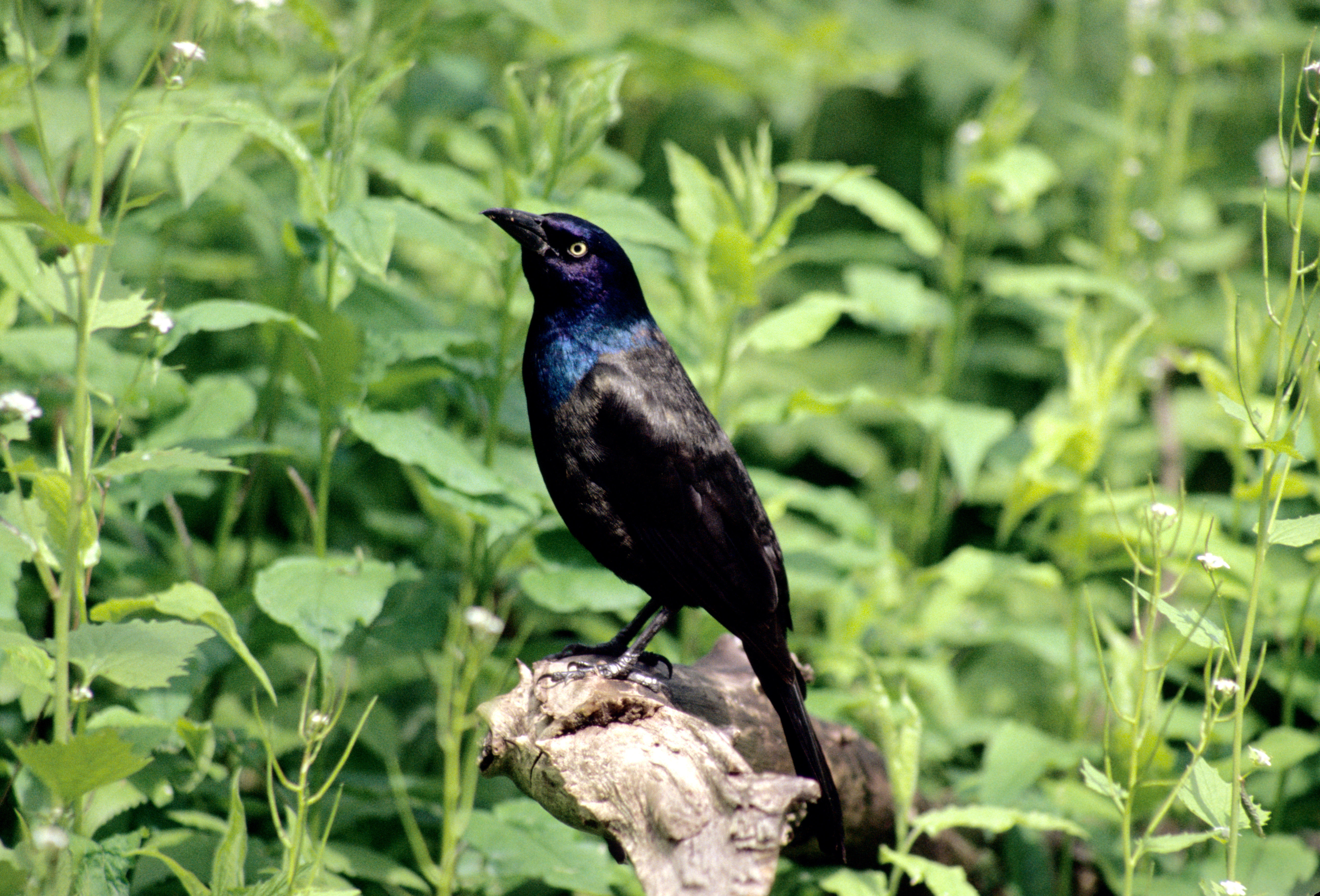 Image of Common Grackle