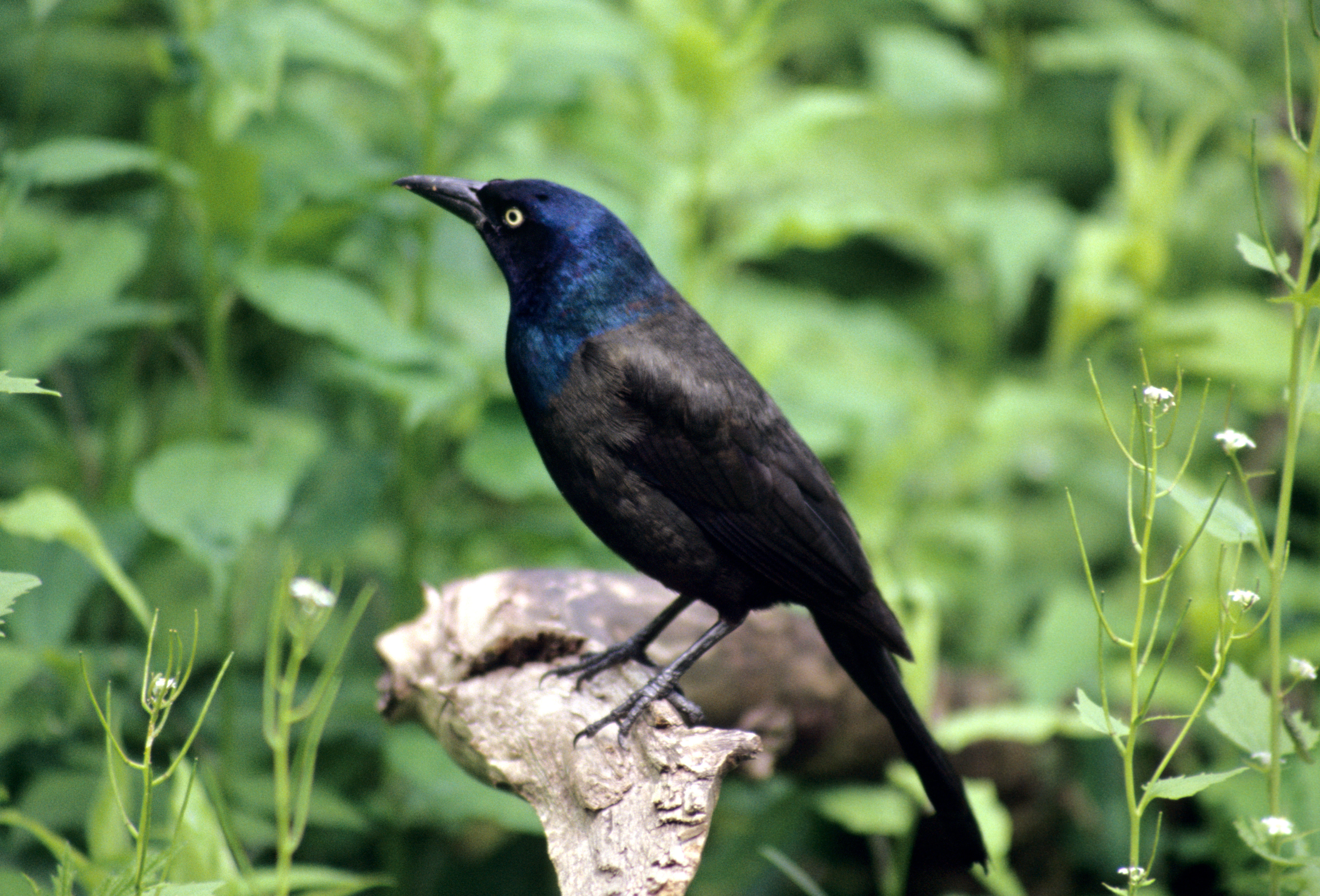 Image of Common Grackle