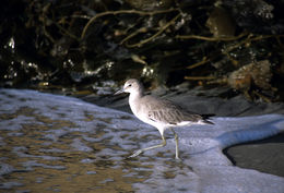 Image of Willet