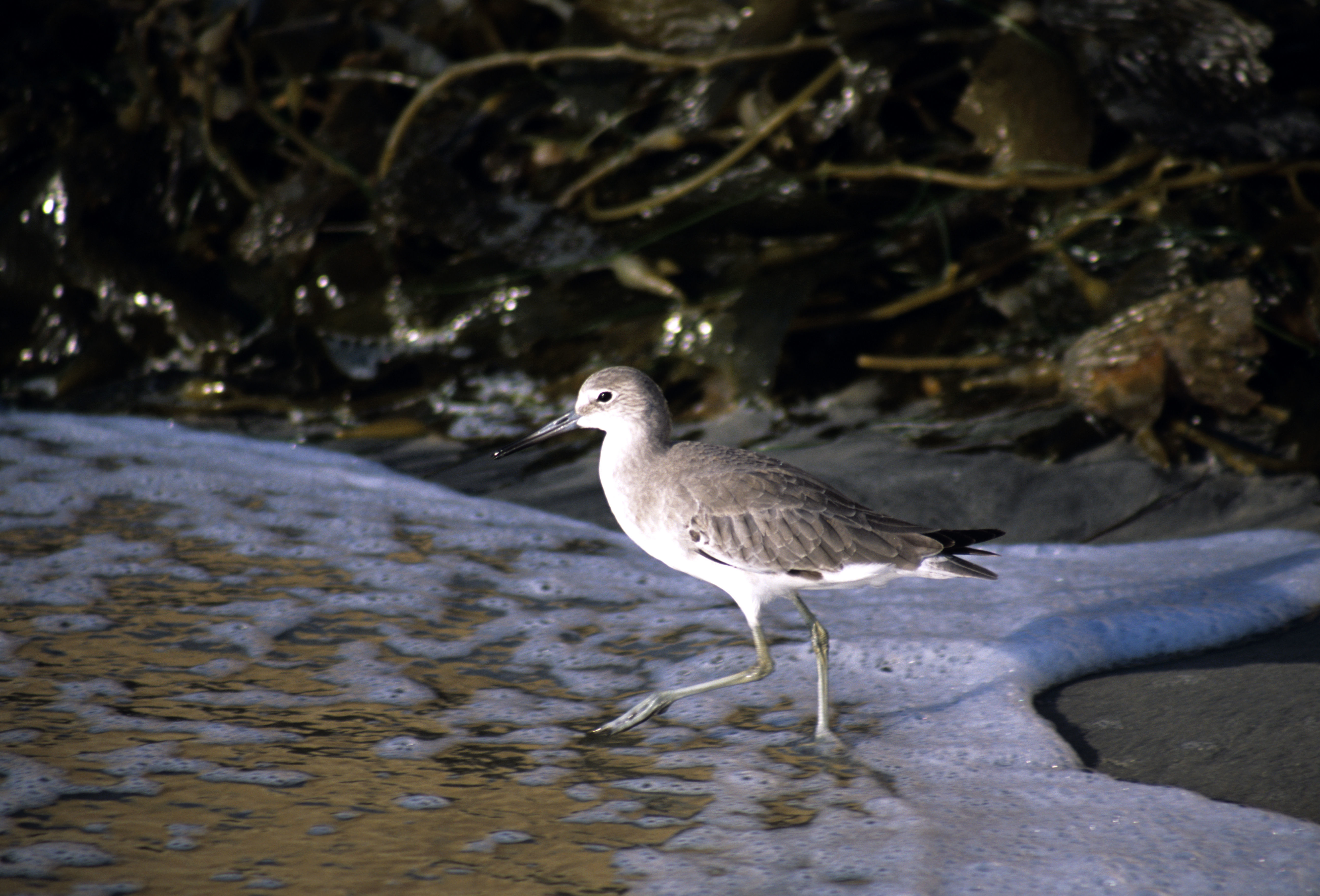 Image of Willet