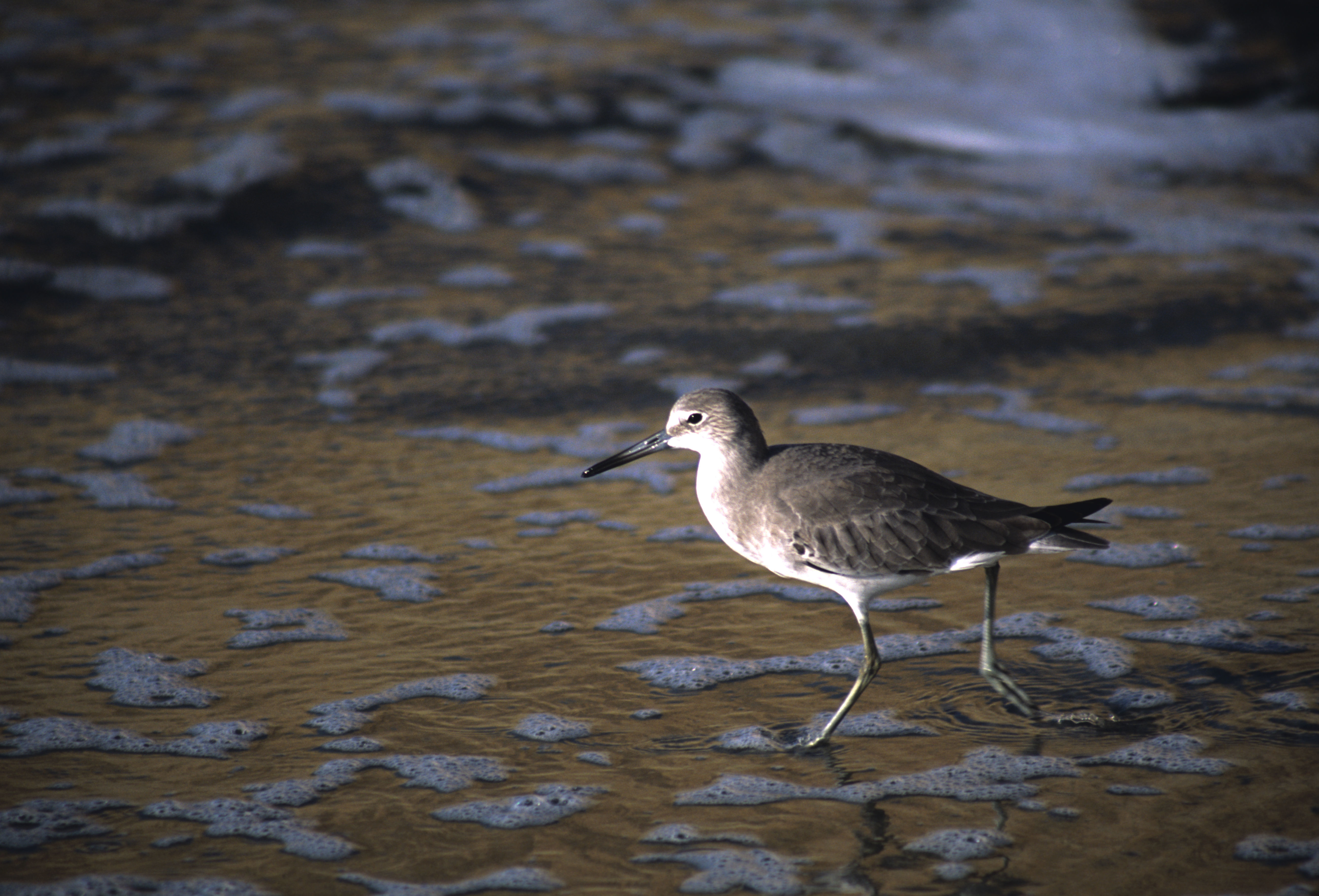 Image of Willet