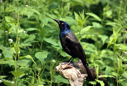 Image of Common Grackle