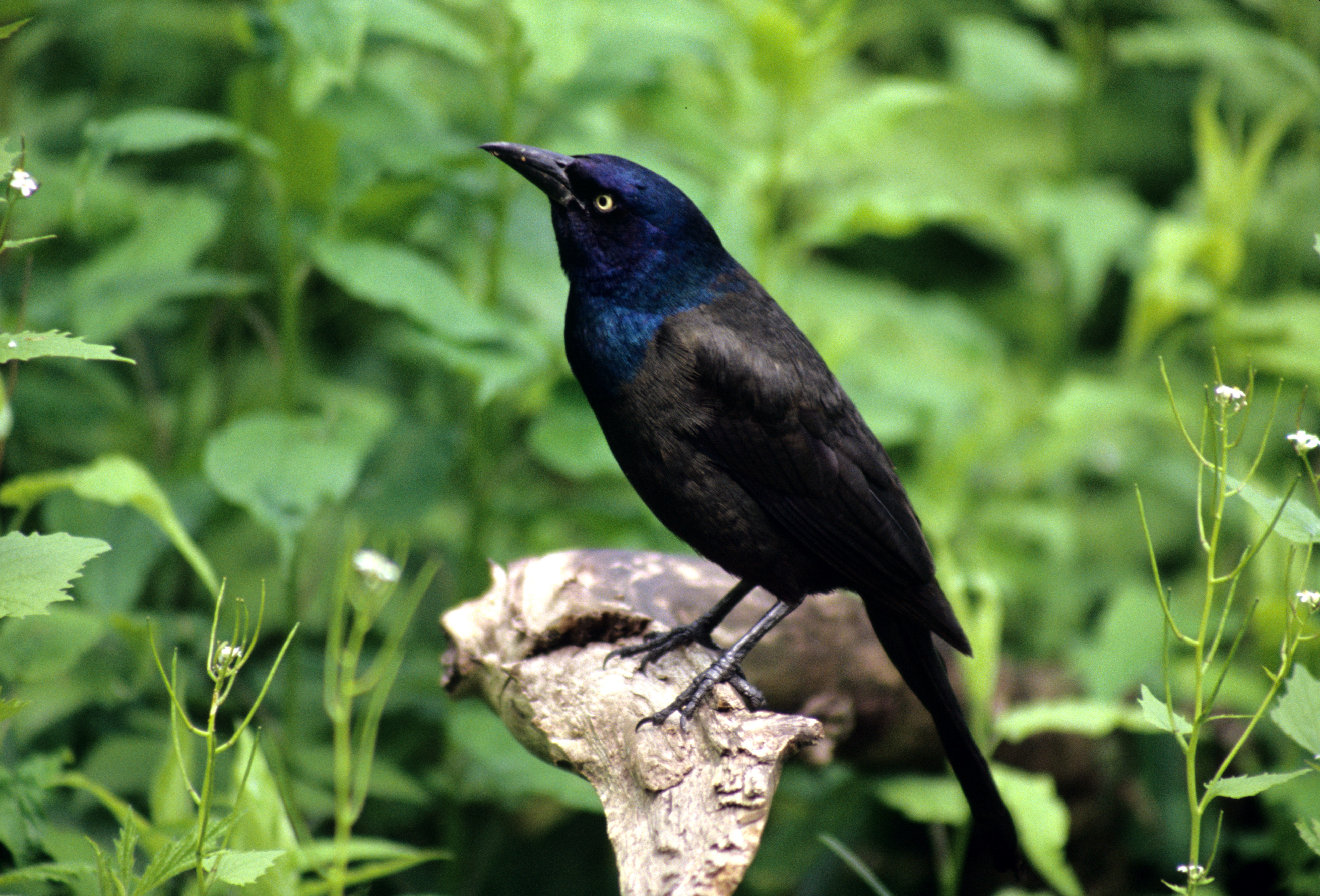 Image of Common Grackle