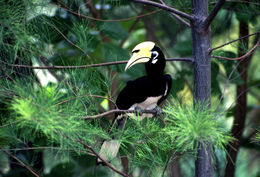 Image of Oriental Pied Hornbill