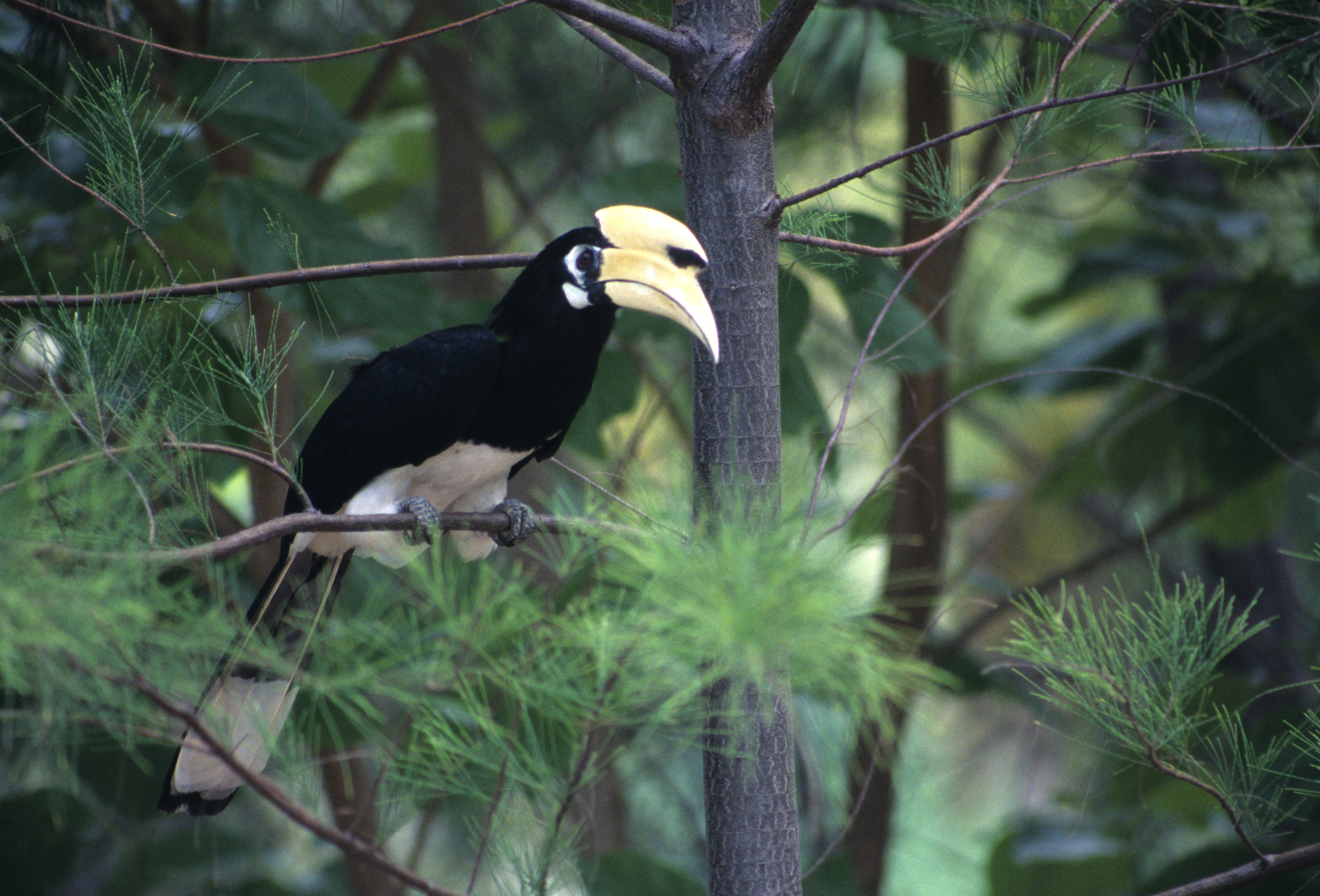 Image of Oriental Pied Hornbill