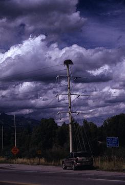 Image of Osprey