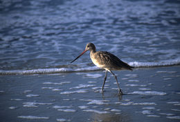 Image of Marbled Godwit